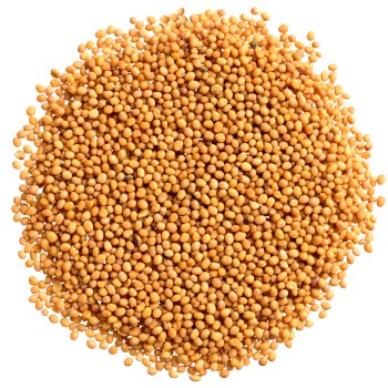 Gorczyca biała ziarno